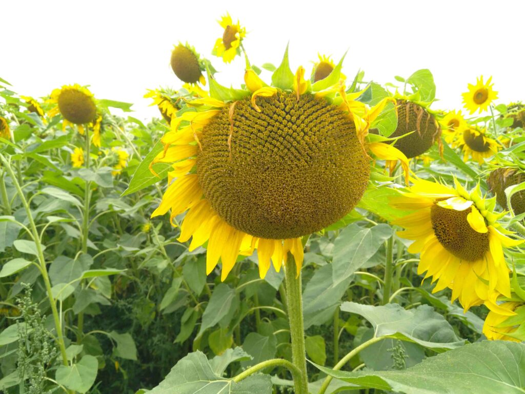 Sonnenblumen Kerne